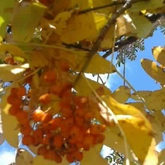 Надежда Веприцкая, Красный Яр