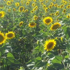 Михаил Голанцов, 21.11, Санкт-Петербург