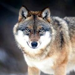 Евгений Волков, 04.04.1986, Москва