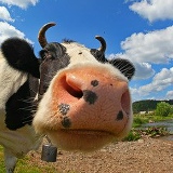 Елена Левченко, 22.07.1977, Москва