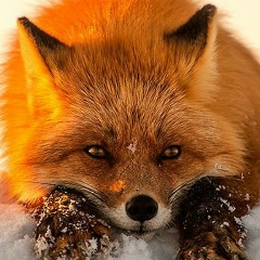 Наталья Татаринова, 13.04.1983, Toulouse