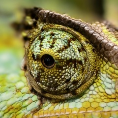 Елена Челнокова, Санкт-Петербург