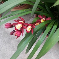 Yangangji Yangangji, 19.02, Qingdao