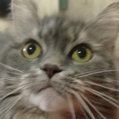 Андрей Скотти, Санкт-Петербург