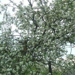 Анна Дупелева, 09.09, Санкт-Петербург