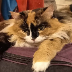 Елена Елена, 11.11.1980, Санкт-Петербург