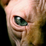 Mascha Semenova, 20.03, San Francisco