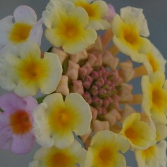 Полина Шаталова, 10.08.1988, Новосибирск