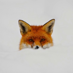 Ольга Петрова, 24.02, Санкт-Петербург