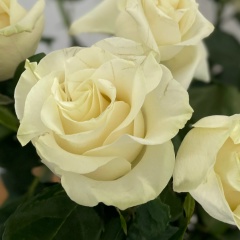 Бибигуль Ербол, 04.09.1994, Ерейментау