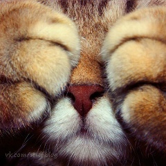 Аза Котиева, 18.06, Москва