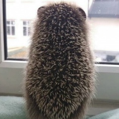 Ирина Гриник, 21.12