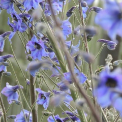 Ольга Ч, 28.05, Екатеринбург