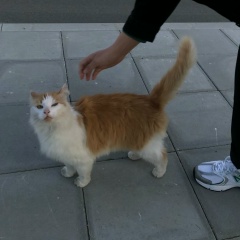 Азиз Джээнбеков, 23.08