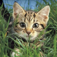 Изабелла Корт, 20.08.1989, Москва