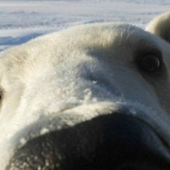 Максим Домаев, Иркутск