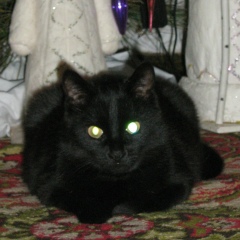 Евгений Войтенко, 05.02.1984, Москва