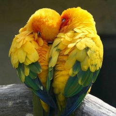 Mirasgul Karbaeva, 28.09.1985, Усть-Каменогорск