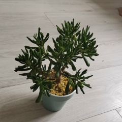 Арина Вильмс, 26.06, Екатеринбург