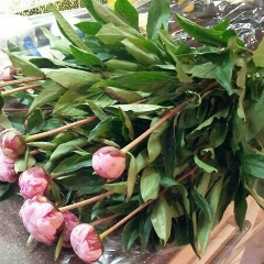 Imani Дал-Аль-Харб, 20.06.1988, München