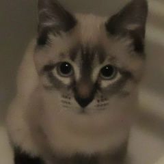 Елена Петрова, 03.02, Санкт-Петербург