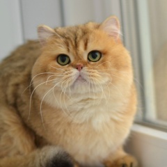 Елена Гончарова