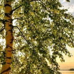 Илья Березин, Беловежский