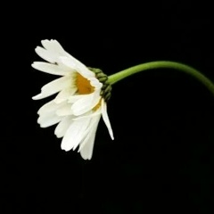 Наталия Войтовская, 30.04, Санкт-Петербург