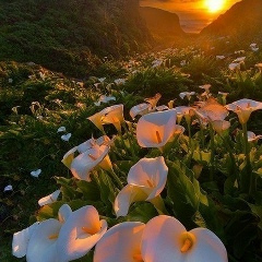 Умму Даниял, 01.12.1993