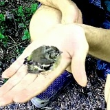 Павел Бойцов