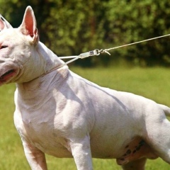 Расул Маматахунов, 28.06, Тараз