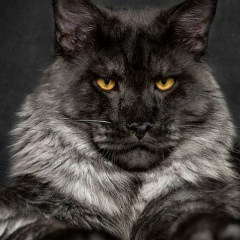 Марат Платонов