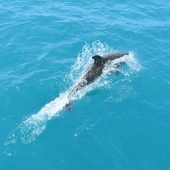 Роман Калёнов, 15.06.1984, Торез