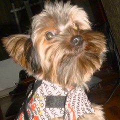 Andre Vieira, 28.03.1987, São Paulo