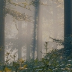 Omnia Evanidas