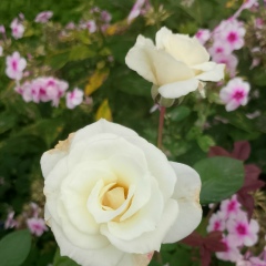 Танюша Жукова, Санкт-Петербург