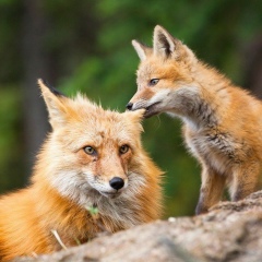 Вероника Вязникова, 17.12.1985, Мурманск