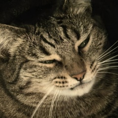 Майя Таяш, 23.02.1982, Москва