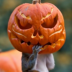 Рустам Шарипов, 29.11, Москва