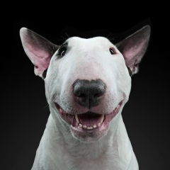 Дмитрий Корнеев, 23.03.1985, Краснодар