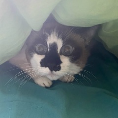 Александра Фед, Москва