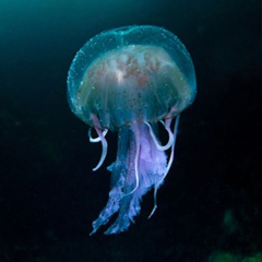 Настя Калиновская, 13.08, Žilina