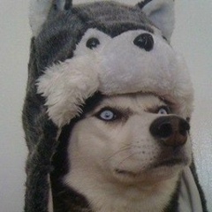 Роман Таждынов, 15.10, Adelaide