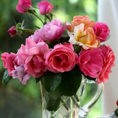 Светлана Б, 27.08