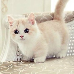 Элиза Виситаева, 19.11, Аргун