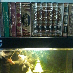 Хабиб Магомедов, 19.10.1989