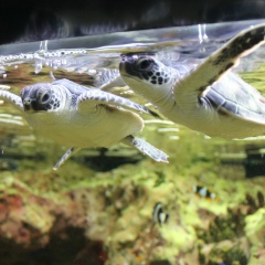 Жарас Калдыгожа, 13.11, Астана