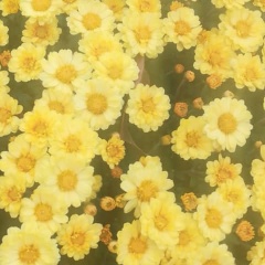 Галина Кузьмина, Санкт-Петербург