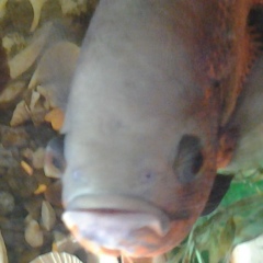 Андрей Храмов, 14.05, Нижний Новгород