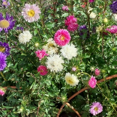 Ольга Щеголева